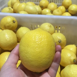 Lemon